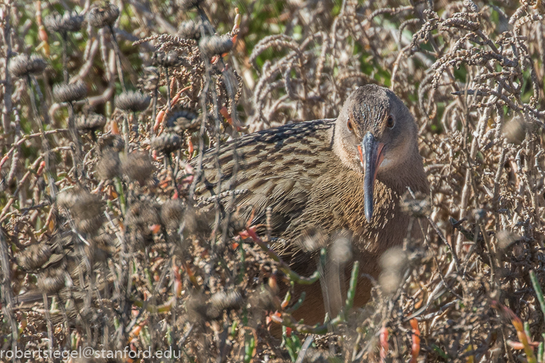 palo alto baylands